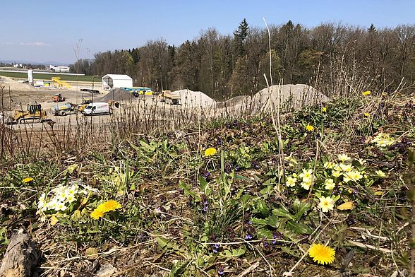 Flora während dem Betrieb der Deponie