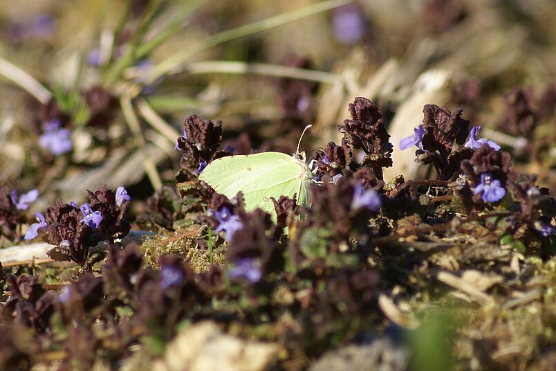 Wertvolle Lebensräume für Insekten schaffen